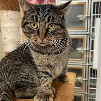 Thumbnail photo of Paws #3