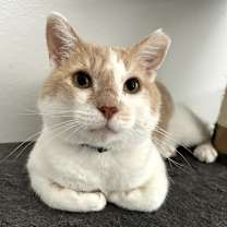 Thumbnail photo of Tommy #4