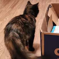 Thumbnail photo of Truffles #4