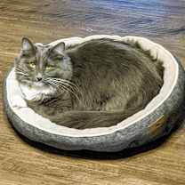 Thumbnail photo of Dodie #1