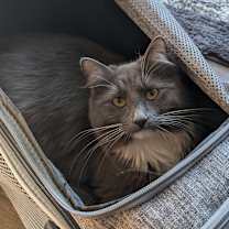 Thumbnail photo of Dodie #2