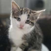 Thumbnail photo of Penny #1