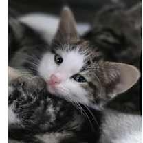 Thumbnail photo of Penny #2