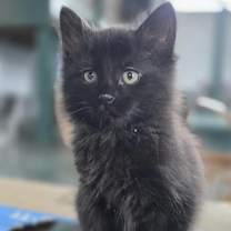 Thumbnail photo of Otis #1