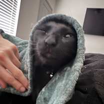 Thumbnail photo of Binx #3