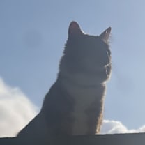 Thumbnail photo of Kyo #1