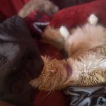 Thumbnail photo of Kyo #2