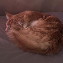 Thumbnail photo of Kyo #3