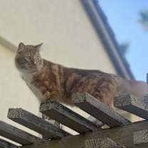 Thumbnail photo of Kyo #4