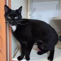 Thumbnail photo of Genie #3