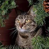 Thumbnail photo of Cantaloupe #1