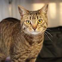 Thumbnail photo of Cantaloupe #3