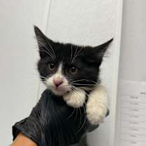 Thumbnail photo of Bono #2