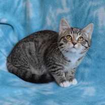 Thumbnail photo of Freckles #2