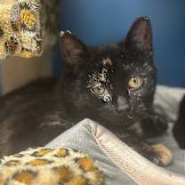 Thumbnail photo of Picassa #3