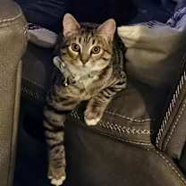 Thumbnail photo of Boriska (Formerly Boris) #1