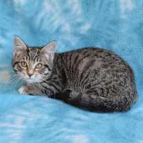 Thumbnail photo of Freckles #4