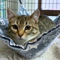 Thumbnail photo of Boriska (Formerly Boris) #3