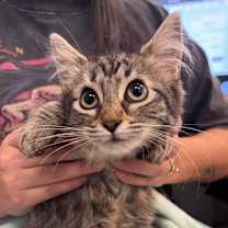 Thumbnail photo of Etch-A-Sketch #1