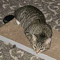 Thumbnail photo of Boriska (Formerly Boris) #4