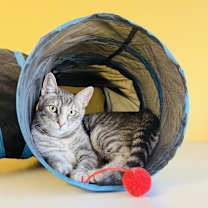 Thumbnail photo of Elliot #2