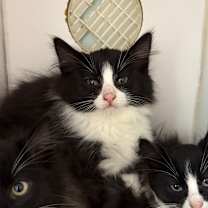 Thumbnail photo of Domino #2