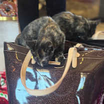 Thumbnail photo of Ember #2