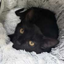 Thumbnail photo of Midnight #1