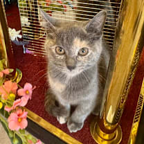 Thumbnail photo of Petunia #3