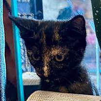 Thumbnail photo of Ember #3