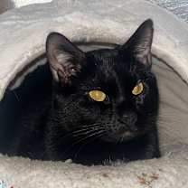 Thumbnail photo of Percy #1