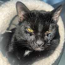 Thumbnail photo of Percy #3