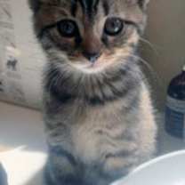 Thumbnail photo of Rosie #3