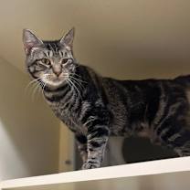 Thumbnail photo of Peach~s25/26-0155 #3