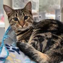 Thumbnail photo of Cookie Butter (Jagr) #1