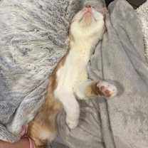 Thumbnail photo of Baja Blast - In Foster #2