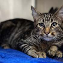 Thumbnail photo of Cookie Butter (Jagr) #2