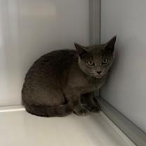 Thumbnail photo of Ghost #2