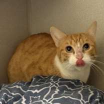 Thumbnail photo of Tumbleweed #3