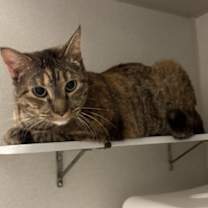 Thumbnail photo of Petal #2