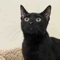 Thumbnail photo of Yule #1