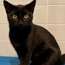 Thumbnail photo of Silky #2