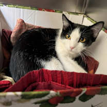 Thumbnail photo of Cruella #1