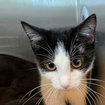 Thumbnail photo of Cruella #2