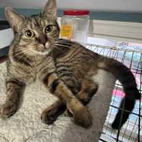 Thumbnail photo of Tasha #2