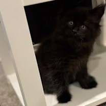 Thumbnail photo of Salem #2