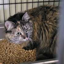 Thumbnail photo of Rosie #1