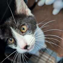 Thumbnail photo of Yosemite #2