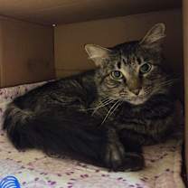 Thumbnail photo of Silas #1