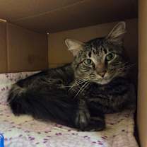 Thumbnail photo of Silas #3